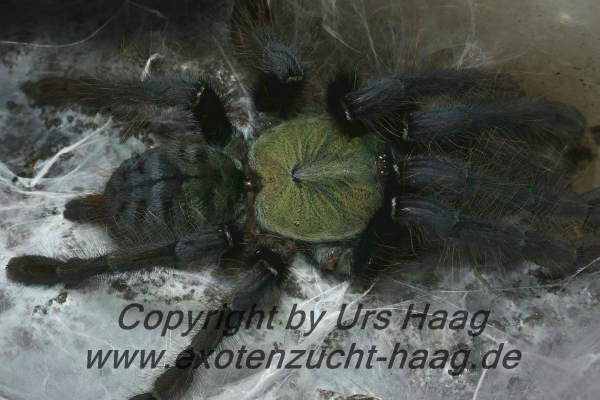 Cyriopagopus spec. "Valhalla", Spiderling